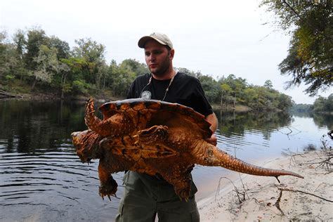 Alligator Snapping Turtle Tail | One way to differentiate a … | Flickr