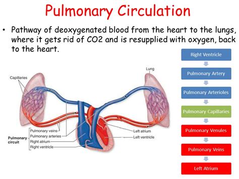 ALL ABOUT CIRCULATION ( PULMONARY & SYSTEMIC) - Medical Yukti