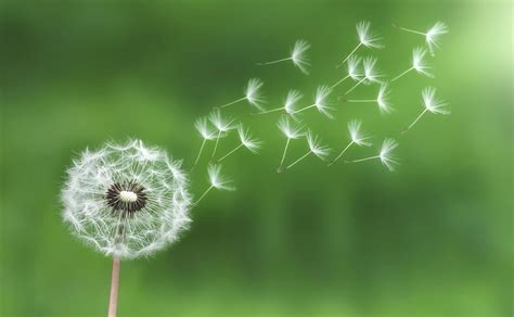 Dandelion Wallpapers - Wallpaper Cave