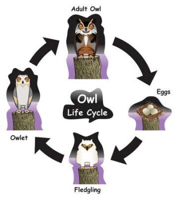 Owl life cycle infographic diagram showing different phases and • wall stickers zoology, wild ...