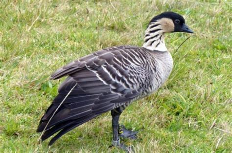 Nene, Hawaii's State Bird | Bird Species | Birding Hotspots