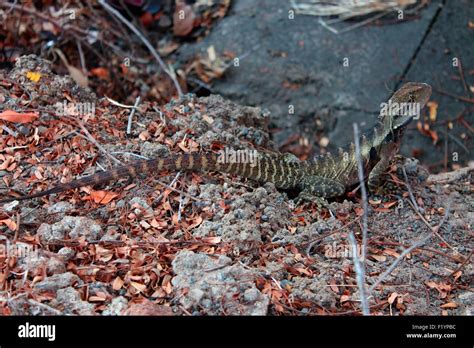 Bearded Dragon Australia Stock Photo - Alamy