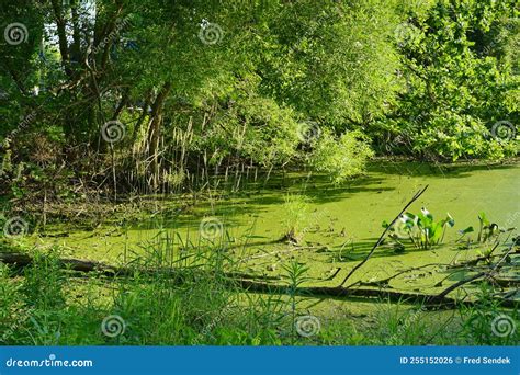 Fenwick, Michigan Jun 2022, in and Around the Snow Lake Campground and ...