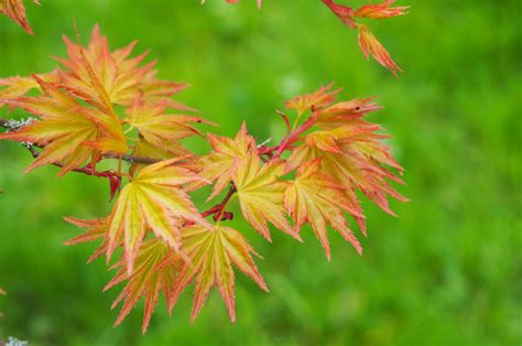 Acer palmatum 'Orange Dream' 14L pot