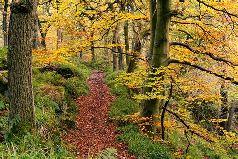 * Path through the autumn wood | Peak District photography prints