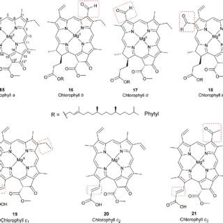 Basic structures of tetrapyrrole macrocycles from which the natural ...