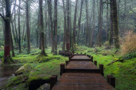 Premium Photo | Alishan national scenic area