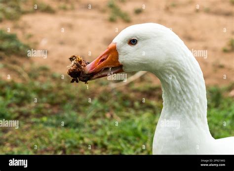 white goose with blue eyes closeup eating meat in its orange beak concept unusual animal feeding ...