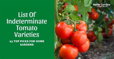 23 Top Indeterminate Tomato Varieties To Try! - Home Garden Vegetables