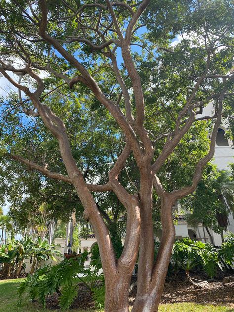 Gumbo Limbo Tree, Bursera Simaruba – Eureka Farms