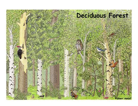 Deciduous Forests