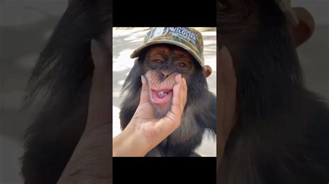 STRANGE CHIMPANZEE CAUGHT KISSING - YouTube