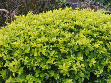 Duranta erecta | Plants, Patio plants, Shrubs