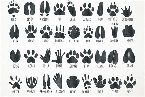 Watercolor Animal Tracks, Animal Tracks Clipart, Footprints (260513 ...