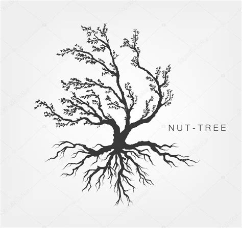 Hazel tree with root system Stock Vector Image by ©PanaceaDoll #94920740