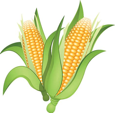 Best Corn Illustrations, Royalty-Free Vector Graphics & Clip Art - iStock