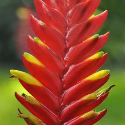 How Do Bromeliads Grow? - San Diego Bromeliad Society