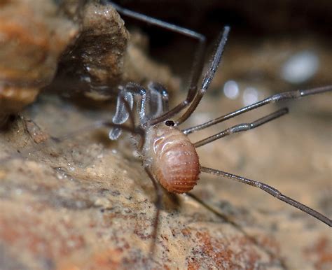 Conoce a los opiliones con EZSA Sanidad Ambiental.