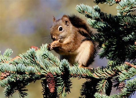 Deciduous Forest Red Squirrel - squirrel-9