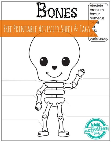 Skeleton Bones - Simple Human Anatomy for Kids