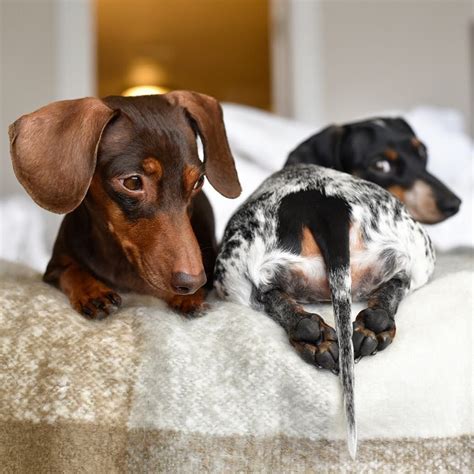 Don’t do it! 🍑💨 | Dachshund breed, Dapple dachshund, Clever dog