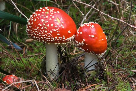 File:Amanita muscaria Marriott Falls 1.jpg - Wikipedia