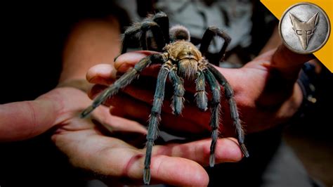 Giant Tarantula Shows Its Fangs! - YouTube