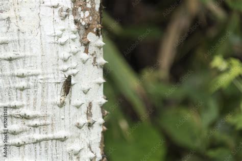 cicada on tree Stock Photo | Adobe Stock