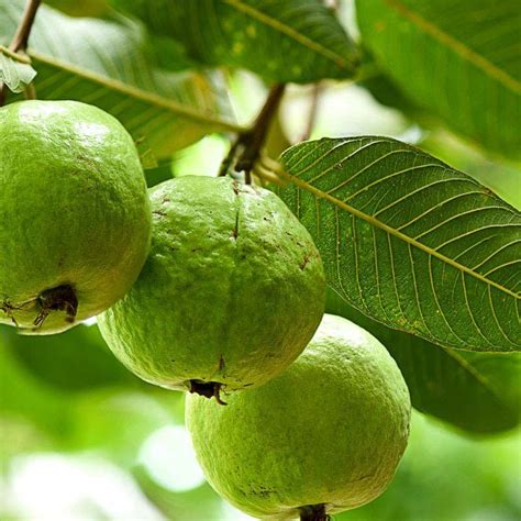 Ramzani Guava | Amrood | Outdoor plants in Lahore | Gulab.pk