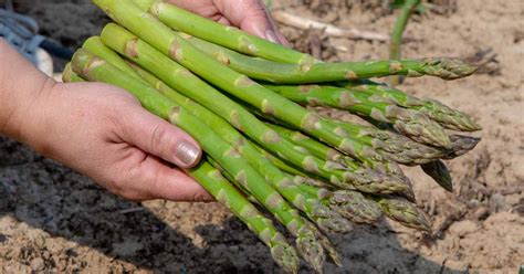 How and When to Harvest Asparagus | Gardener’s Path