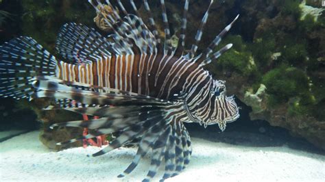 Taming the lionfish: Florida fights back against invasive species - CNN