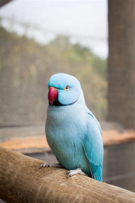 8 Top Blue Parrot Species to Keep as Pets