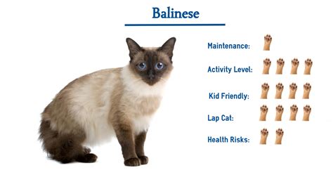 Likeable Balinese Cat Hypoallergenic Cats Price Image – Animal lovers love to have these pets ...