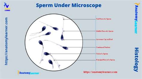 Semen Under Microscope