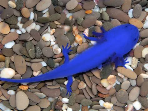 How rare is a blue axolotl in real life? - Rankiing Wiki : Facts, Films ...