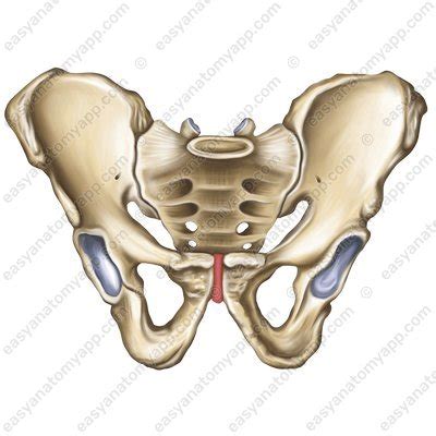 Joints and Ligaments: Classification – Easy Anatomy 3D