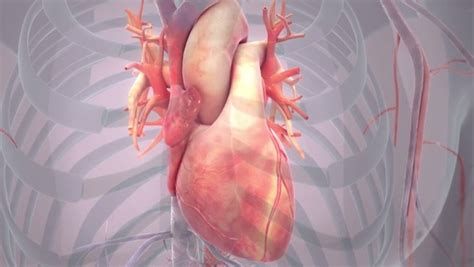 Cardiac Animation - Scientific Animations