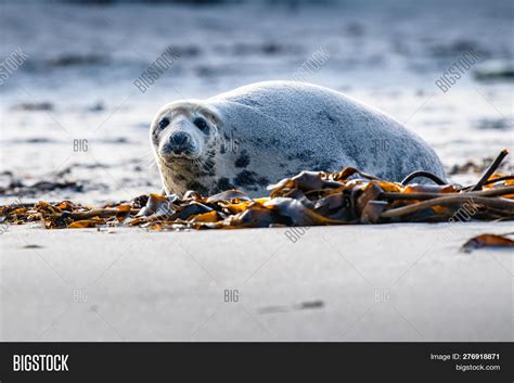 Atlantic Grey Seal Pup Image & Photo (Free Trial) | Bigstock