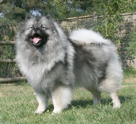 Keeshond Breed Guide - Learn about the Keeshond.