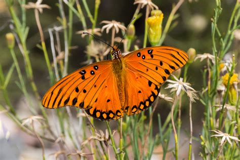 Passion Butterfly - T. Kahler Photography