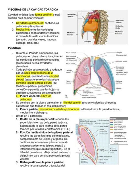 Vísceras de la Cavidad Torácica | Guty Torres | uDocz