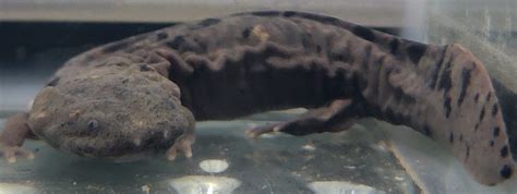 Improving hellbender habitats – Envision – College of Agriculture Magazine at Purdue University