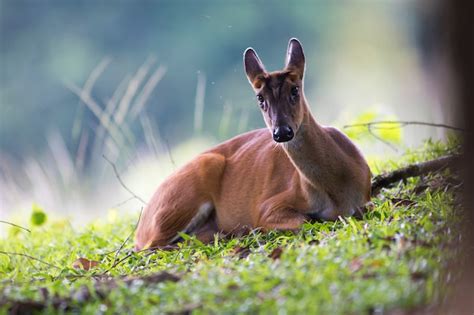 Premium Photo | Barking deer, wildlife in khao yai national park, world ...