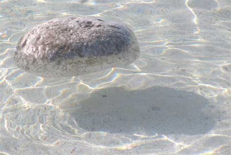 pumice rock floating on water | Floating, Floating in water, Pumice