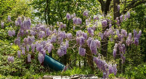 Wisteria - From Here to There