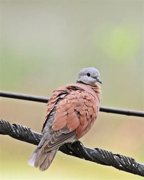 Red Collared Dove Bird - Free photo on Pixabay - Pixabay