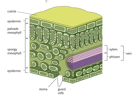 Biology 9.1 Leaf Cell Diagram | Quizlet