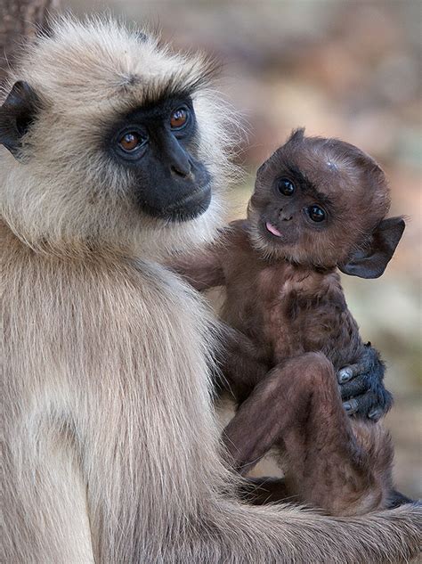 Hanuman Langurs | Sean Crane Photography