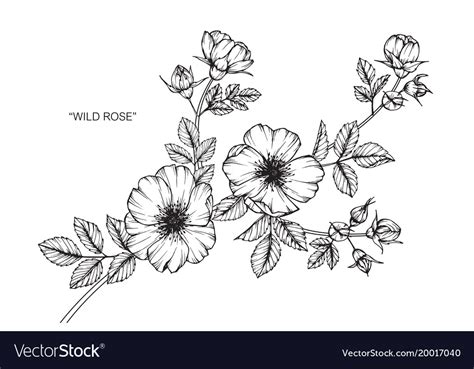 Wild rose flower drawing Royalty Free Vector Image