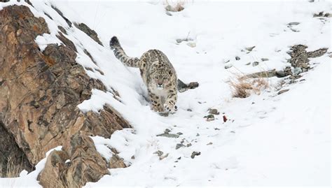 The Battle of Survival: 9 Snow Leopards Poached in Last 10 Years